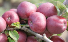 Kingston Black cider apple trees