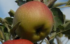 Spitzenburg apple trees