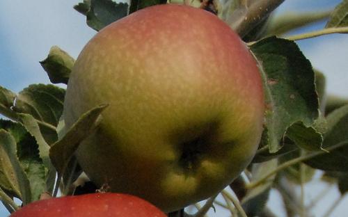 Spitzenburg apples