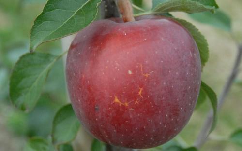 Enterprise apples