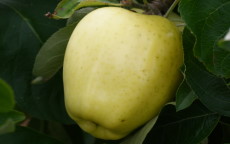 Yellow Transparent apple trees