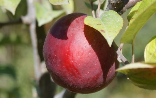 Macoun apples