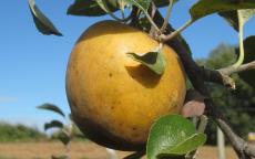 Golden Russet apple trees