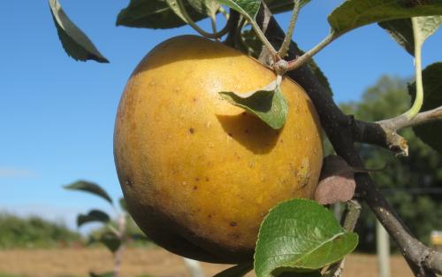 Golden Russet apples