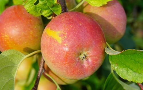 Fuji apples
