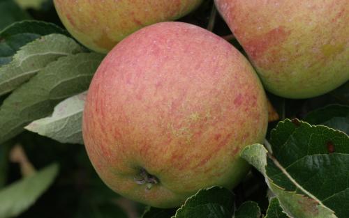 Winesap apples