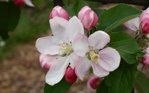 Winesap apple blossom
