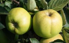 Rhode Island Greening apple trees