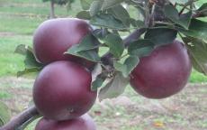 Arkansas Black apple trees