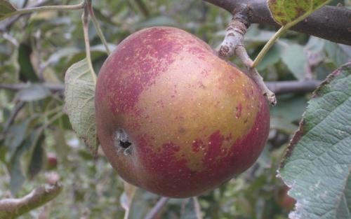 Arkansas Black apples