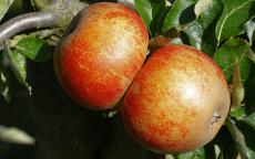 Karmijn de Sonnaville apple trees