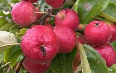 Wickson Crab crab apple trees