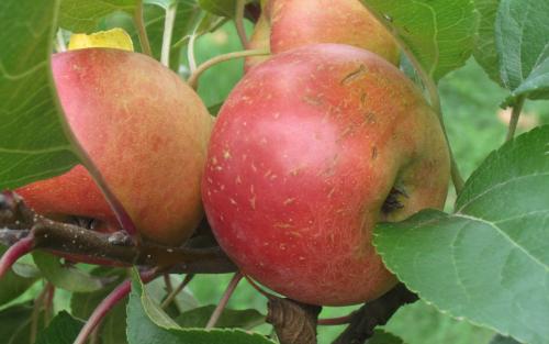 Wickson Crab apples