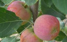 Hewe's Virginia crab apple trees
