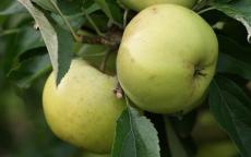 Freyberg apple trees