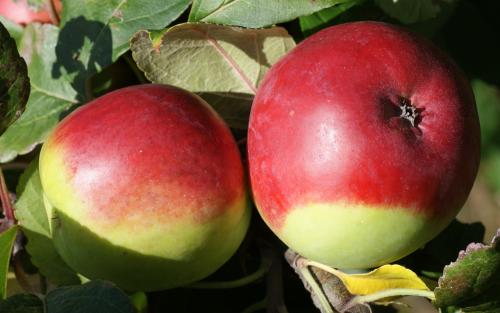 Snow Apple / Fameuse apples