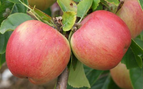 Florina apples