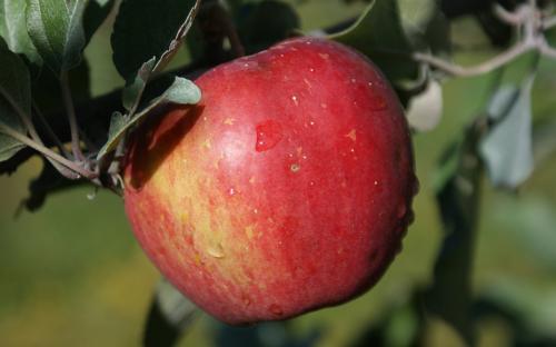 Sweet Sixteen apples