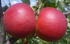 Sansa apple trees