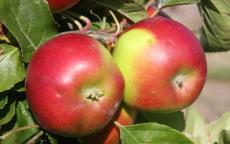 Burgundy apple trees
