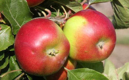 Burgundy apples