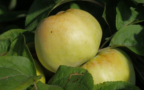 Antonovka apples
