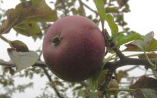 Black Oxford apple trees