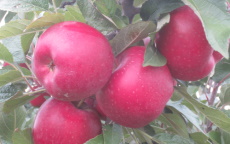 Chieftain apple trees