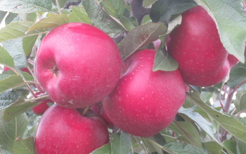 Chieftain apples