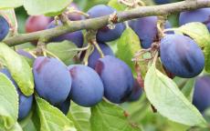 European Damson plum tree