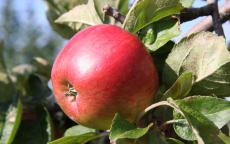 Freedom apple trees