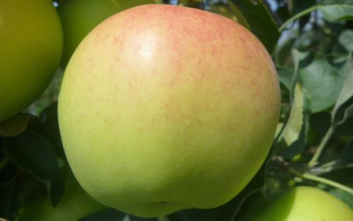Ginger Gold apples