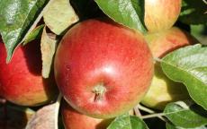 Haralson apple trees
