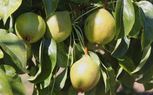 Hendre Huffcap pears