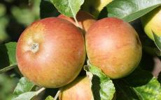 Hubbardston Nonsuch apple trees