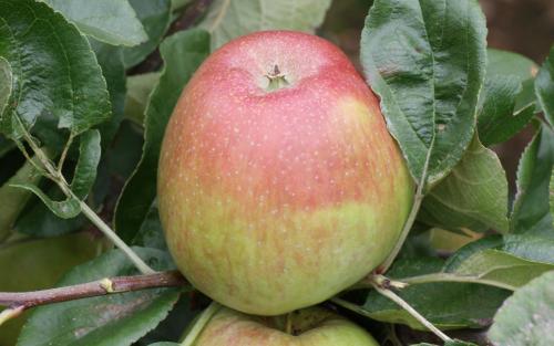 Keepsake apples