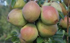 Kieffer pear trees