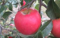 Pixie Crunch apple trees