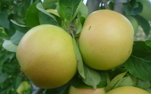 Pristine apples