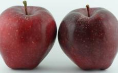 Red Delicious apple trees