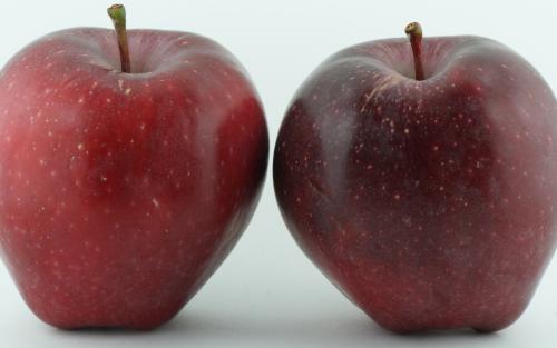 Red Delicious apples
