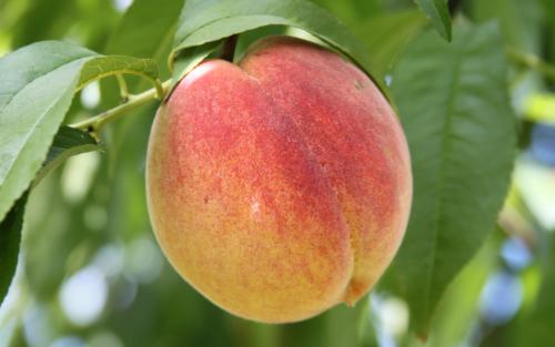 Redhaven peaches