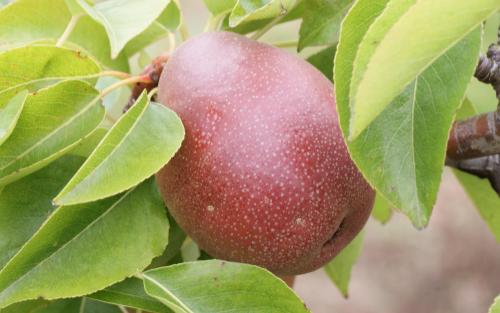 Seckel pears