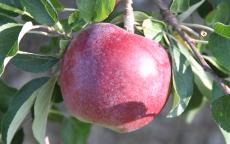 Williams' Pride apple trees