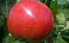 Zestar! apple trees