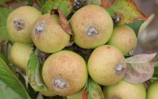 Medaille d'Or cider apple trees