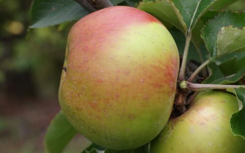 Muscadet de Dieppe apples