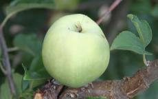 Amere de Berthencourt cider apple trees