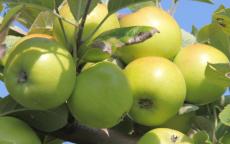 Bedan des Parts cider apple trees