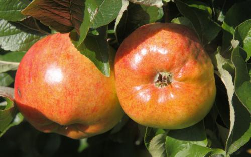 Freiherr Von Berlepsch apples